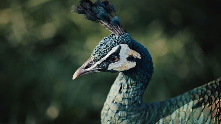 ‘The Gilgo Beach Killer: House of Secrets’ Premieres on Peacock