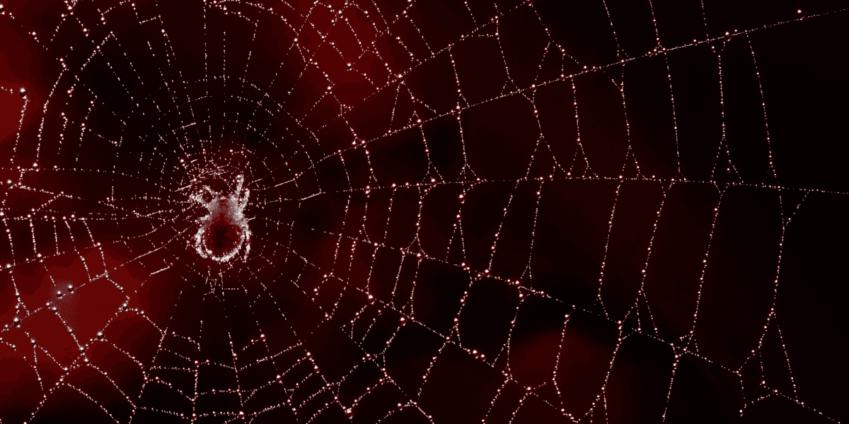 Close-up of a spider web with dew droplets on a dark red background