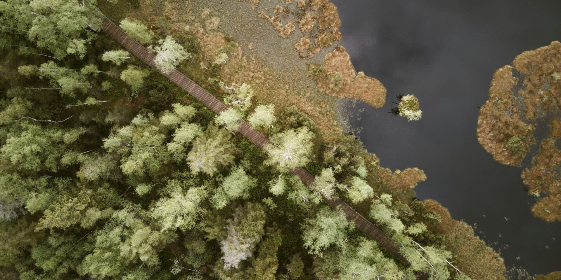 Subterranean Symphony: Yellowstone’s Hidden World of Microbial Life