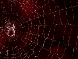Close-up of a spider web with dew droplets on a dark red background