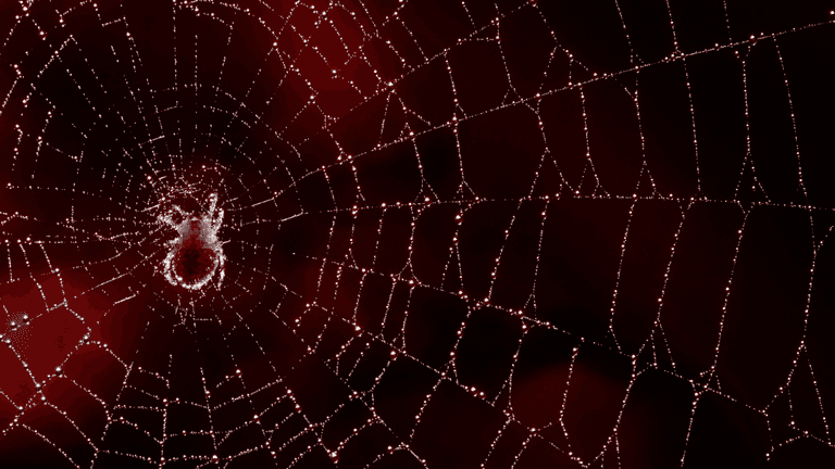 Close-up of a spider web with dew droplets on a dark red background