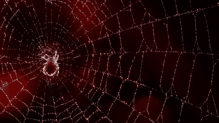 Close-up of a spider web with dew droplets on a dark red background