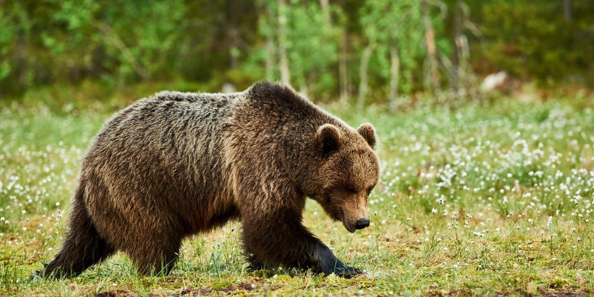 The Bear Season 4 Returns to FX and Hulu with Dramatic New Twists