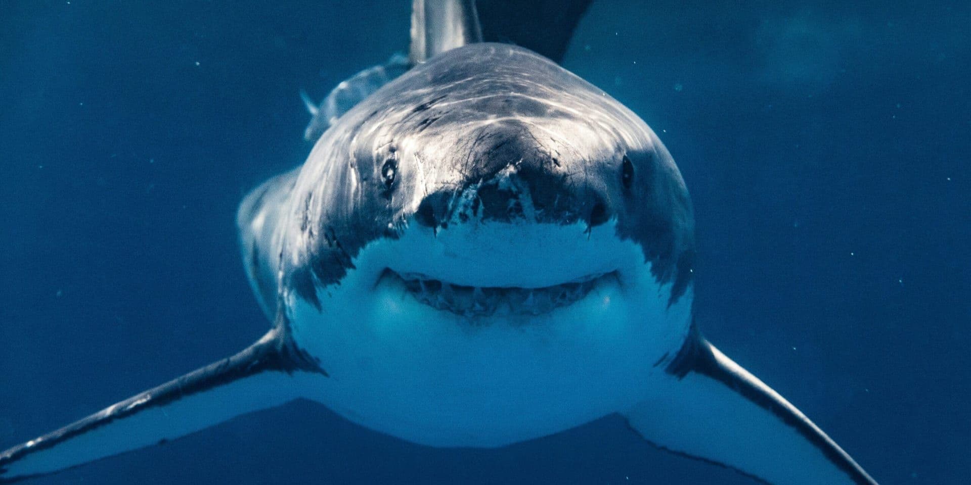 TIFF Honors Cinematic Heritage with 2025 Classics Program Featuring ‘Jaws’