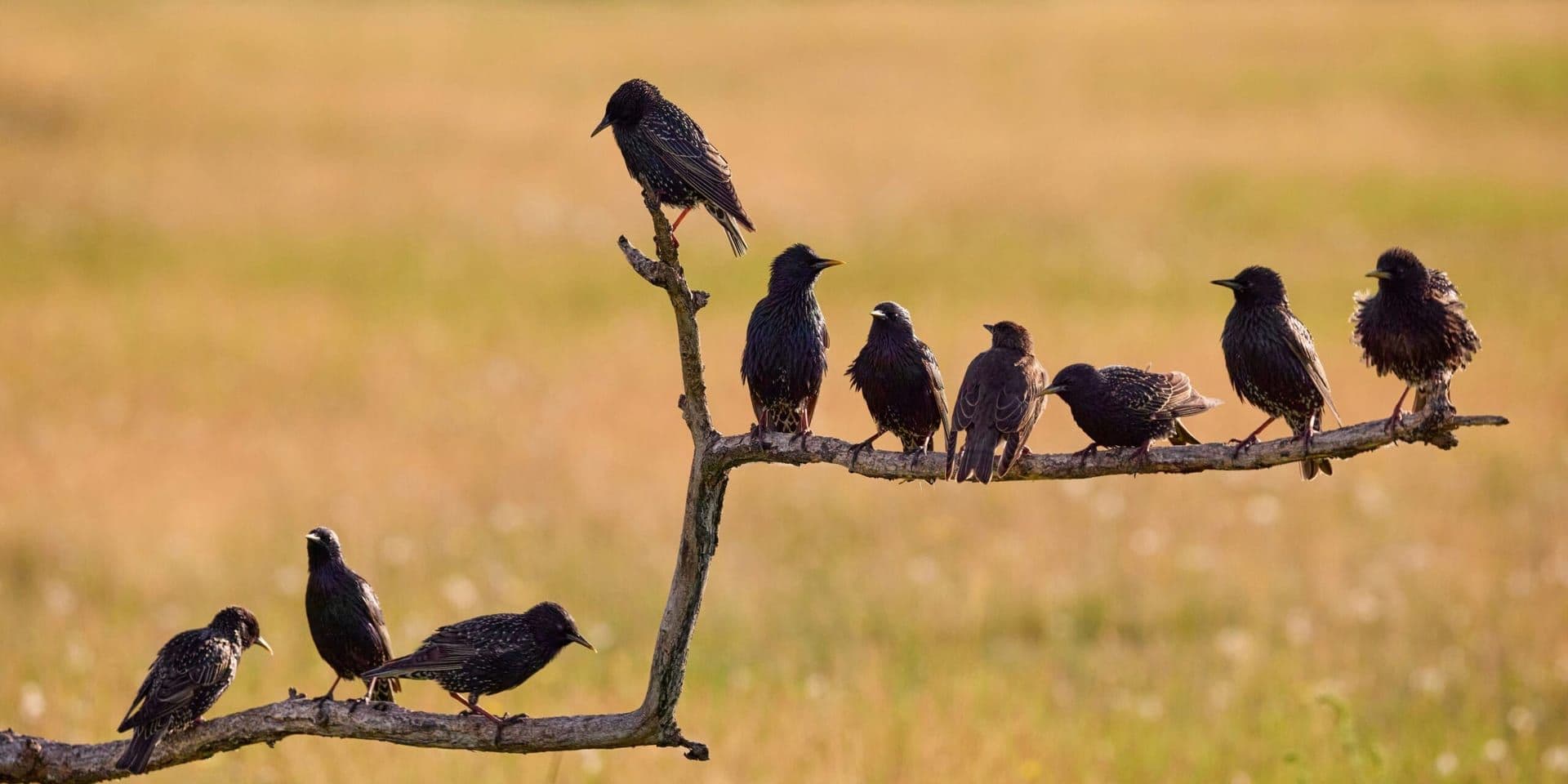 Counting Crows Documentary “Have You Seen Me Lately?” Premieres on HBO, Capturing a Band’s Rise and Resilience